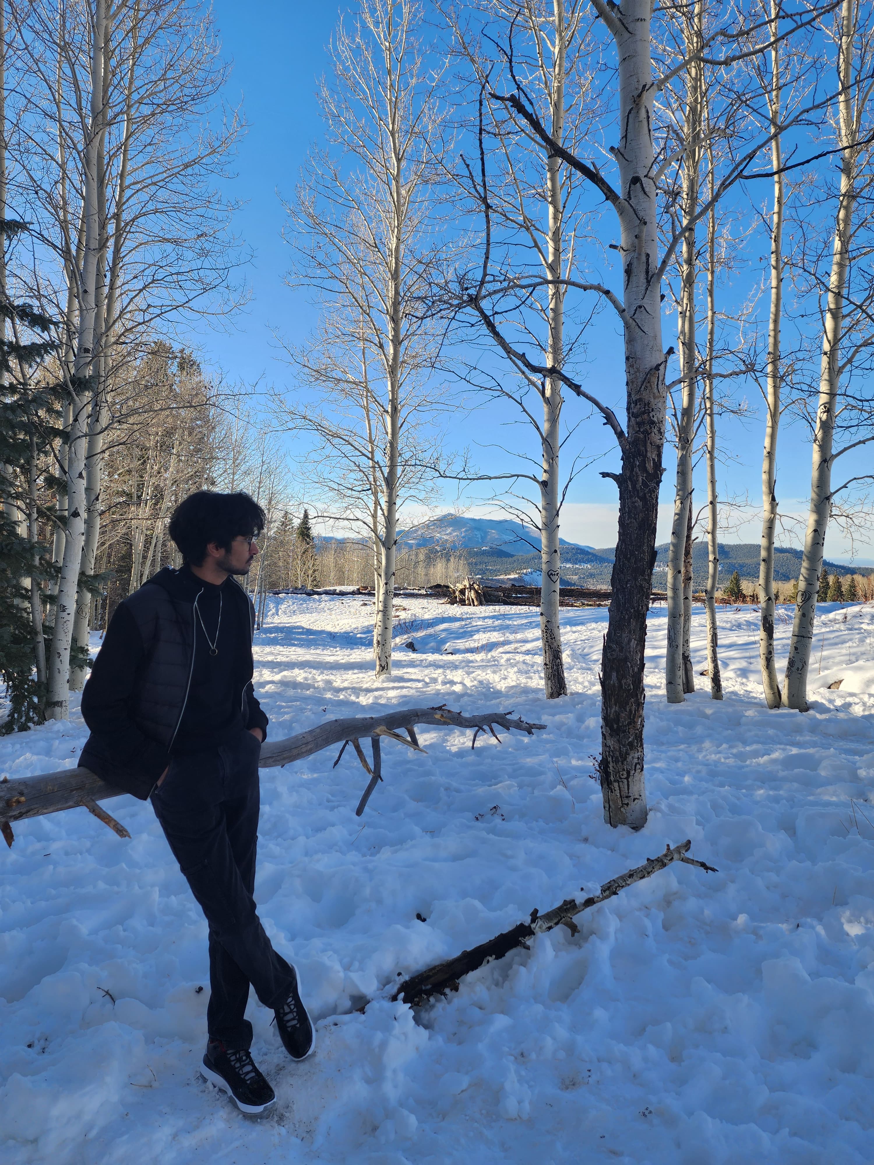Birch trees and snow at golden hour, Flagstaff